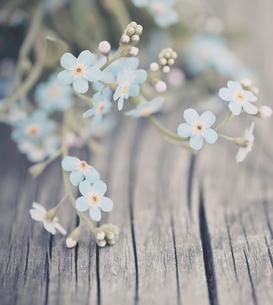 Einige Vergissmeinnicht die auf Holz liegen